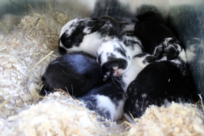 New Zealand Rabbit kits, 14 days old @ Sweet Little Wood